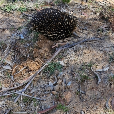 Tachyglossus aculeatus (Short-beaked Echidna) at Snowball, NSW - 2 Nov 2024 by NhN
