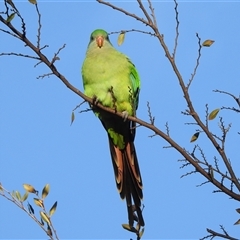 Polytelis swainsonii at Waramanga, ACT - Today by HelenCross