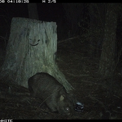 Vombatus ursinus (Bare-nosed Wombat) at Crowther, NSW - 8 Jun 2025 by Frecko