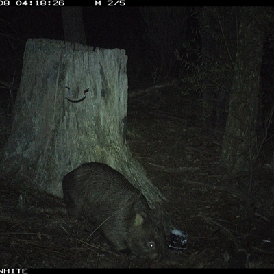 Vombatus ursinus (Bare-nosed Wombat) at Crowther, NSW - 8 Jun 2025 by Frecko