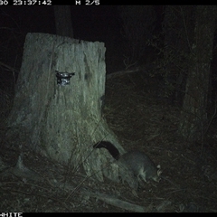 Trichosurus vulpecula (Common Brushtail Possum) at Crowther, NSW - 30 May 2025 by Frecko