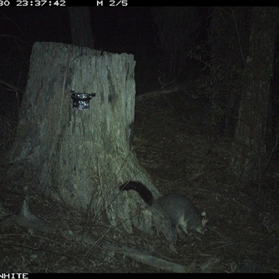 Trichosurus vulpecula (Common Brushtail Possum) at Crowther, NSW - 30 May 2025 by Frecko
