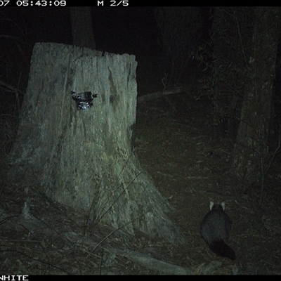 Trichosurus vulpecula (Common Brushtail Possum) at Crowther, NSW - 7 Jun 2025 by Frecko