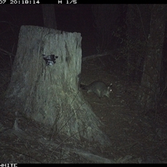 Trichosurus vulpecula (Common Brushtail Possum) at Crowther, NSW - 7 Jun 2025 by Frecko