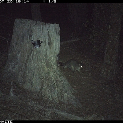 Trichosurus vulpecula (Common Brushtail Possum) at Crowther, NSW - 7 Jun 2025 by Frecko
