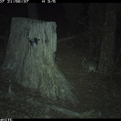 Trichosurus vulpecula (Common Brushtail Possum) at Crowther, NSW - 7 Jun 2025 by Frecko