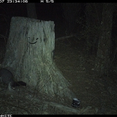Trichosurus vulpecula (Common Brushtail Possum) at Crowther, NSW - 8 Jun 2025 by Frecko