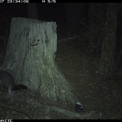Trichosurus vulpecula (Common Brushtail Possum) at Crowther, NSW - 8 Jun 2025 by Frecko
