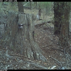 Macropus giganteus (Eastern Grey Kangaroo) at Crowther, NSW - 2 Jun 2025 by Frecko