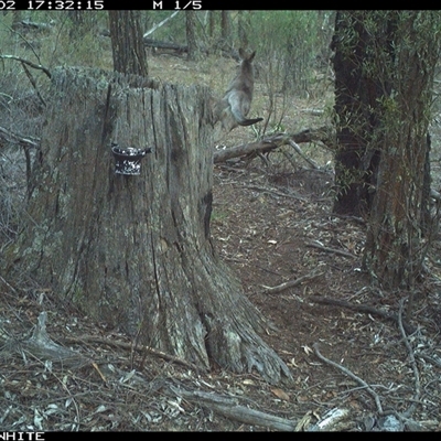 Macropus giganteus (Eastern Grey Kangaroo) at Crowther, NSW - 2 Jun 2025 by Frecko