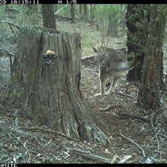 Macropus giganteus (Eastern Grey Kangaroo) at Crowther, NSW - 3 Jun 2025 by Frecko
