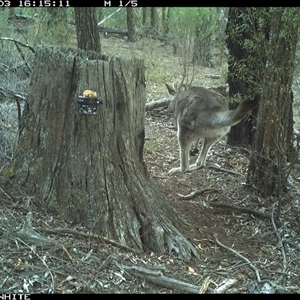 Macropus giganteus (Eastern Grey Kangaroo) at Crowther, NSW - 3 Jun 2025 by Frecko