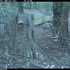 Macropus giganteus (Eastern Grey Kangaroo) at Crowther, NSW - 4 Jun 2025 by Frecko