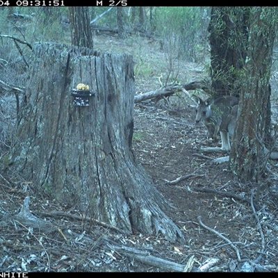 Macropus giganteus (Eastern Grey Kangaroo) at Crowther, NSW - 4 Jun 2025 by Frecko