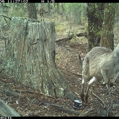 Macropus giganteus (Eastern Grey Kangaroo) at Crowther, NSW - 8 Jun 2025 by Frecko