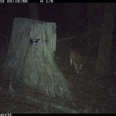 Vulpes vulpes (Red Fox) at Crowther, NSW - 3 Jun 2025 by Frecko