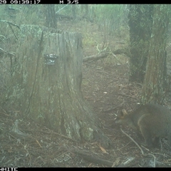 Wallabia bicolor (Swamp Wallaby) at Crowther, NSW - 29 May 2025 by Frecko