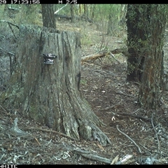 Wallabia bicolor (Swamp Wallaby) at Crowther, NSW - 29 May 2025 by Frecko