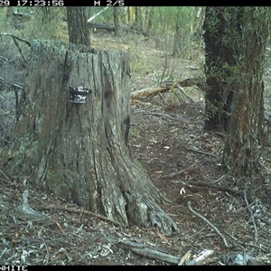 Wallabia bicolor (Swamp Wallaby) at Crowther, NSW - 29 May 2025 by Frecko