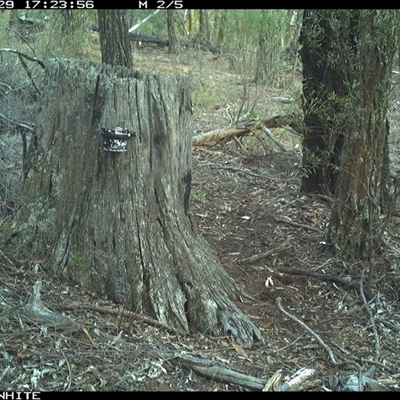 Wallabia bicolor (Swamp Wallaby) at Crowther, NSW - 29 May 2025 by Frecko