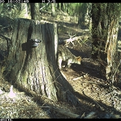Wallabia bicolor (Swamp Wallaby) at Crowther, NSW - 30 May 2025 by Frecko