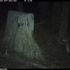 Wallabia bicolor (Swamp Wallaby) at Crowther, NSW - 3 Jun 2025 by Frecko
