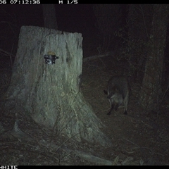 Wallabia bicolor (Swamp Wallaby) at Crowther, NSW - 6 Jun 2025 by Frecko
