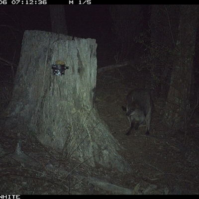 Wallabia bicolor (Swamp Wallaby) at Crowther, NSW - 6 Jun 2025 by Frecko