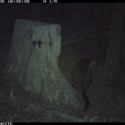 Wallabia bicolor (Swamp Wallaby) at Crowther, NSW - 6 Jun 2025 by Frecko