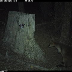 Wallabia bicolor (Swamp Wallaby) at Crowther, NSW - 6 Jun 2025 by Frecko