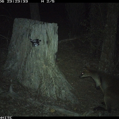 Wallabia bicolor (Swamp Wallaby) at Crowther, NSW - 6 Jun 2025 by Frecko