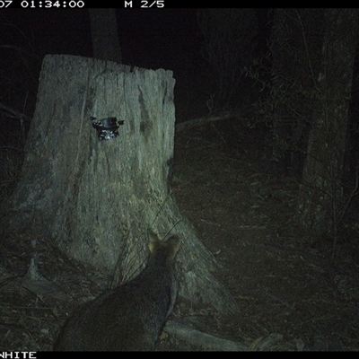 Wallabia bicolor (Swamp Wallaby) at Crowther, NSW - 7 Jun 2025 by Frecko