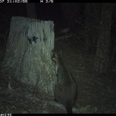 Wallabia bicolor (Swamp Wallaby) at Crowther, NSW - 7 Jun 2025 by Frecko