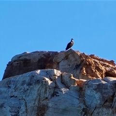 Pandion haliaetus at Undefined - Yesterday by Mike