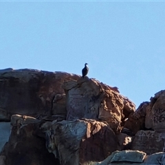Pandion haliaetus at Undefined - Yesterday by Mike