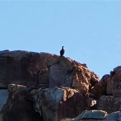 Pandion haliaetus at Undefined - Yesterday by Mike