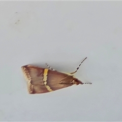 Unverified Moth (Lepidoptera) at Undefined - Yesterday by Mike