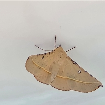 Oenochroma pallida at Undefined - Yesterday by Mike