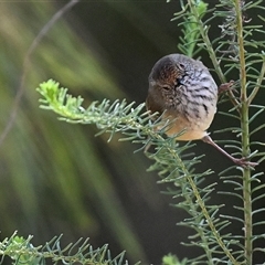 Acanthiza pusilla (Brown Thornbill) at Thirlmere, NSW - 12 Jul 2025 by Freebird
