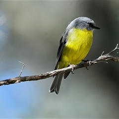 Eopsaltria australis (Eastern Yellow Robin) at Thirlmere, NSW - 12 Jul 2025 by Freebird