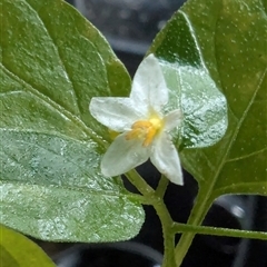 Solanum americanum at Lansdowne Forest, NSW - 4 Jun 2025 by danyon444