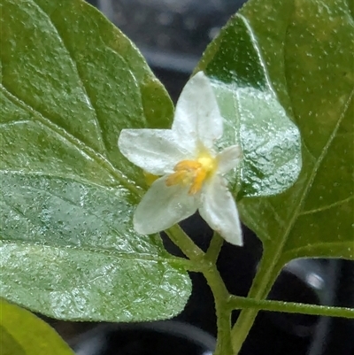 Solanum americanum at Lansdowne Forest, NSW - 4 Jun 2025 by danyon444