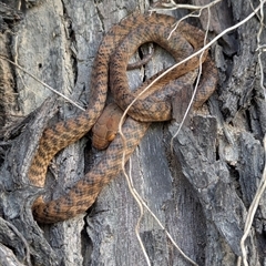 Boiga irregularis at Cooperabung, NSW - 1 Jul 2025 by danyon444