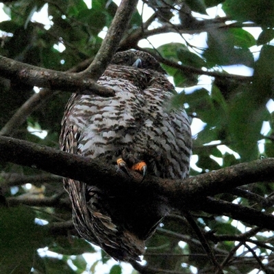 Ninox strenua by MandyandScott