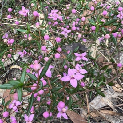 Boronia ledifolia at Laguna, NSW - Yesterday by MartinPredavec
