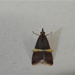 Boeotarcha taenialis at Undefined - Today by Mike