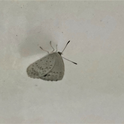 Unverified Butterfly (Lepidoptera, Rhopalocera) at Undefined - Today by Mike