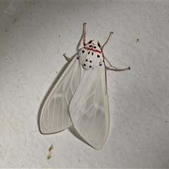 Amerila rubripes at Undefined - Today by Mike