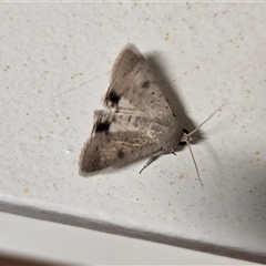 Pandesma submurina at Undefined - 16 Jul 2025 07:32 AM