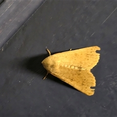 Helicoverpa (genus) at Undefined - Today by Mike
